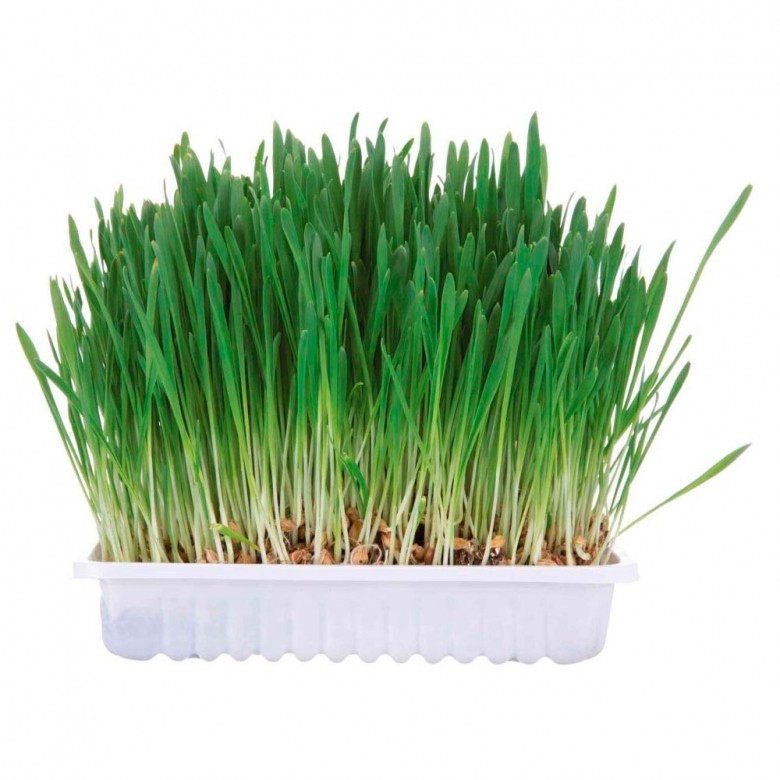 Mezcla de hierbas para cultivar - Trixie