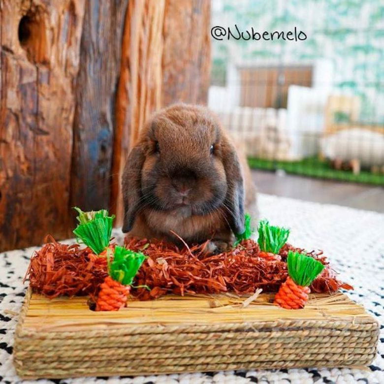 Huerto de Zanahorias