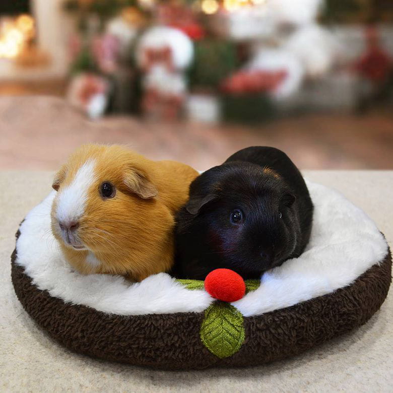 Camita - Especial Navidad