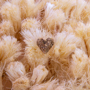 Tablero de búsqueda y olfateo Puppijames